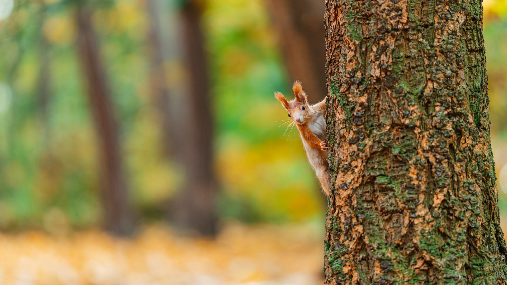 Das Foto zeigt ein neugieriges Eichhörnchen im Herbst, das hinter einem Baum hervorschaut.