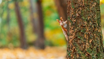 Das Foto zeigt ein neugieriges Eichhörnchen im Herbst, das hinter einem Baum hervorschaut.