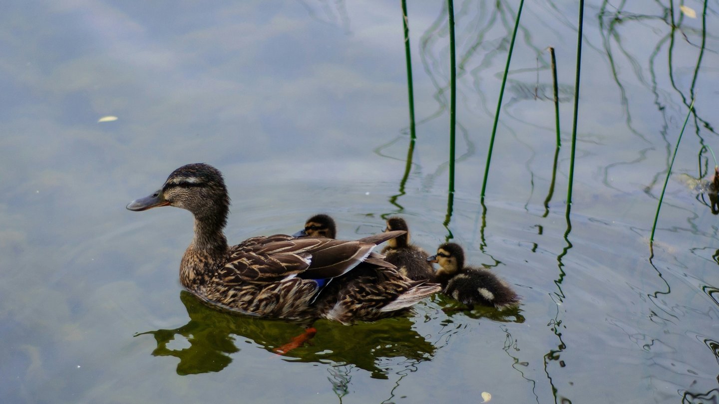 Das Foto zeigt eine Stockente mit Jungen auf einem See.