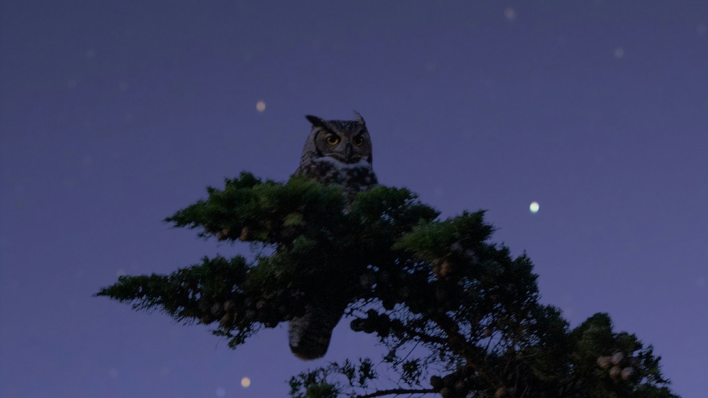 Das Foto zeigt eine Eule, die nachts auf dem Ast eines Baumes sitzt.