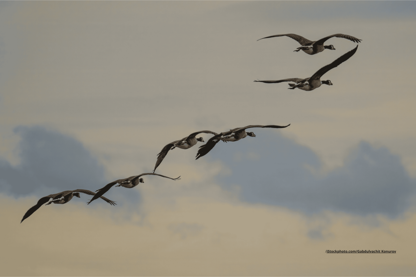 Ein Schwarm Wildgänse im Flug, im Hintergrund ist ein bewölkter Himmel zu sehen.
