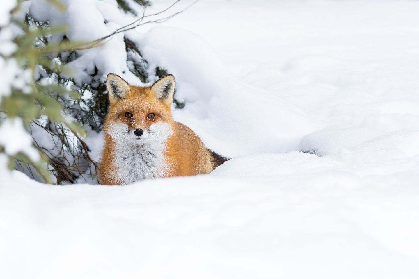 Das Foto zeigt einen Fuchs, der zwischen der dichten Schneedecke hervorschaut.