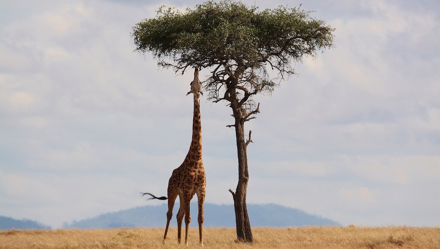 Eine Giraffe und ein Baum auf einer Wiese.