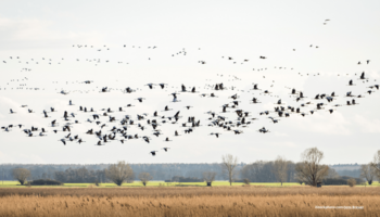 Das Foto zeigt einen Kranichschwarm, der über ein Feuchtgebiet fliegt.