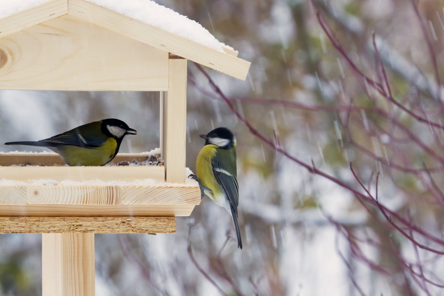 Das Foto zeigt zwei Kohlmeisen am Vogelhäuschen bei Schneefall.