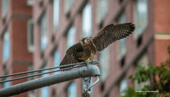 Das Foto zeigt einen Wanderfalken auf einer Ampel in New York City.