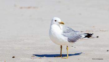 Das Foto zeigt eine Sturmmöwe am Strand.