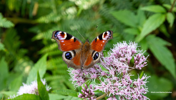 Das Foto zeigt einTagpfauenauge auf einer Blüte sitzend.
