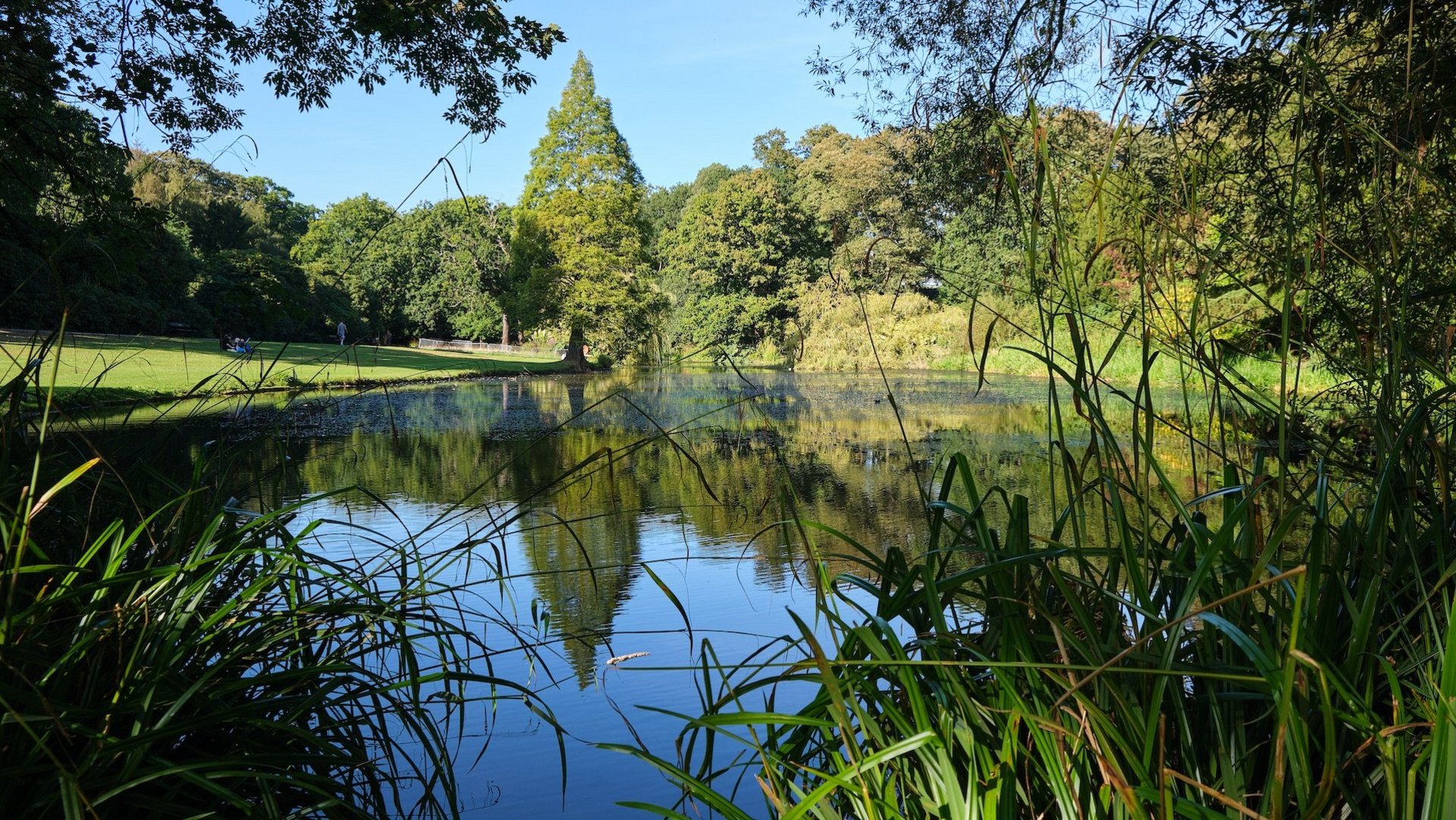 Das Foto zeigt die Sicht auf einen See in einem grünen Stadtpark voller Bäume.