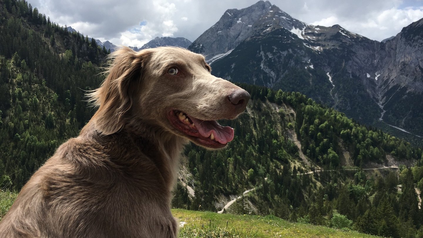 Das Foto zeigt einen Hund vor einem Berg.