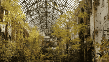 Das Foto zeigt einen mit Bäumen bewachsenen Lost Place.