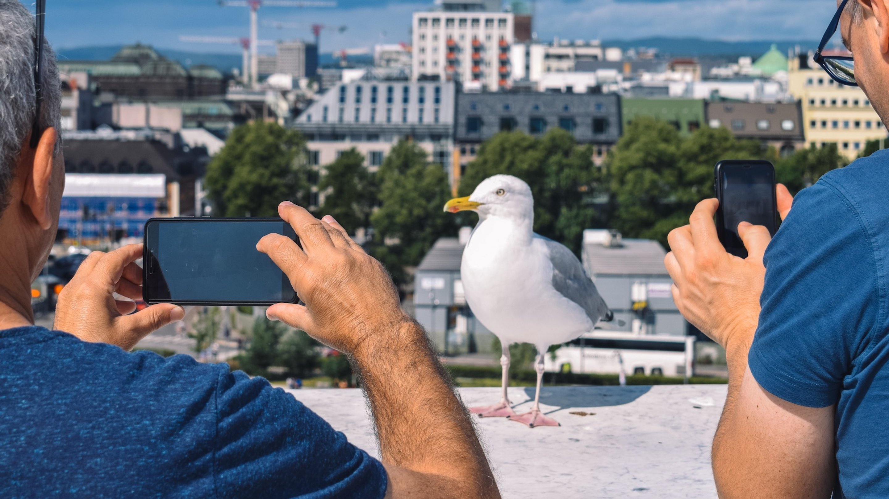 So Unterscheiden Sie Vogelstimmen – Eschenbach Optik