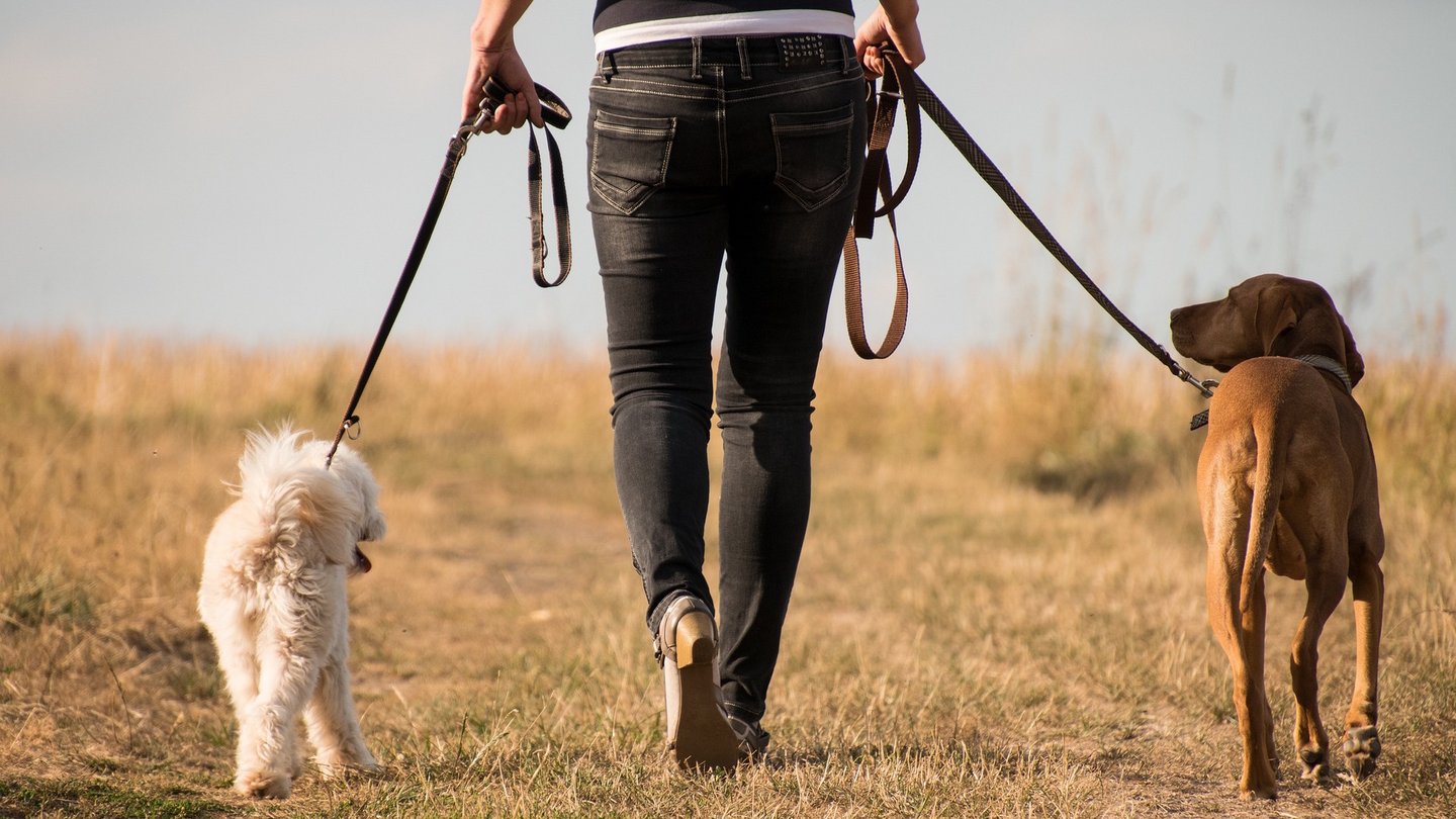 Das Bild zeigt zwei Hunde an einer Leine spazieren.
