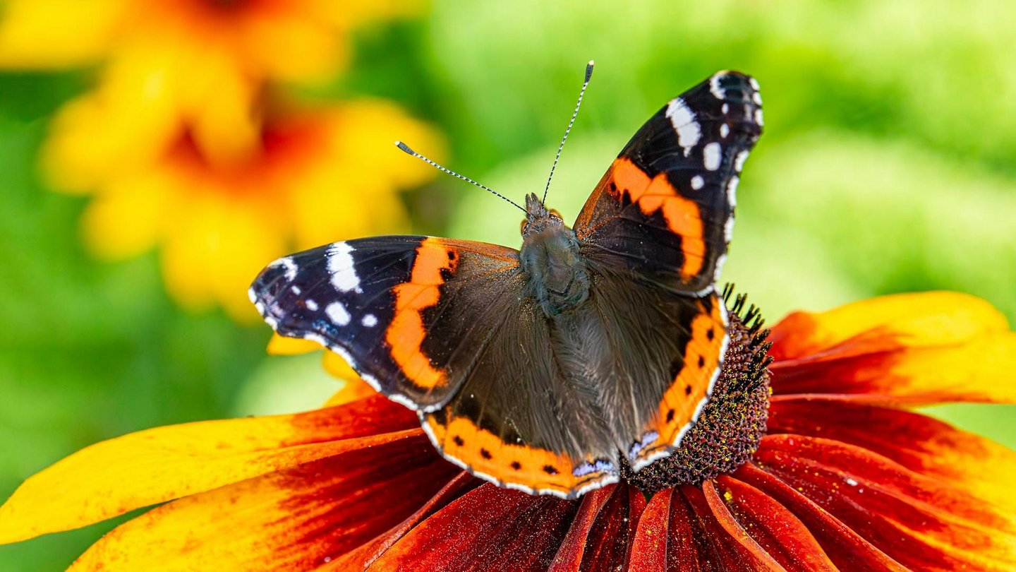 Das Foto zeigt einen Kanarischen Admiral auf einer Blume sitzend.