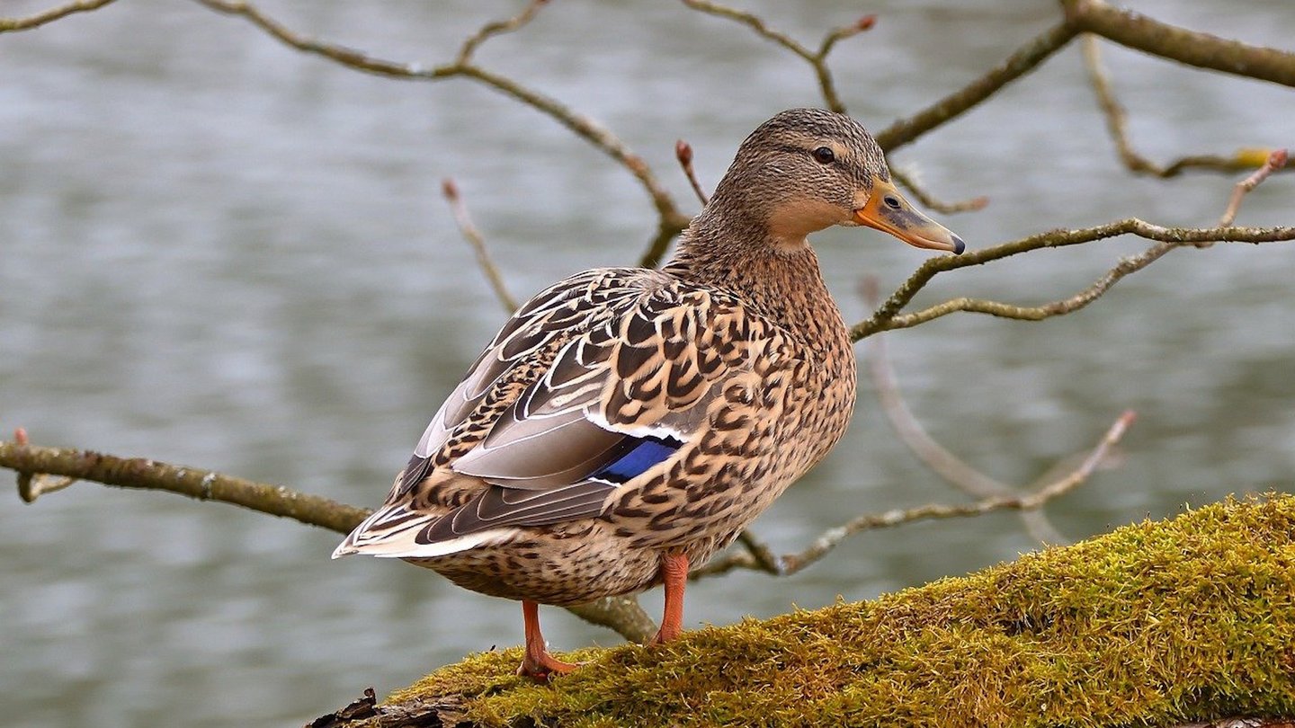 Das Foto zeigt eine Stockente auf einem mit Moos bewachsenen Baumstamm.