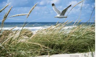 Das Foto zeigt eine Möwe, die über eine Düne am Meer fliegt.