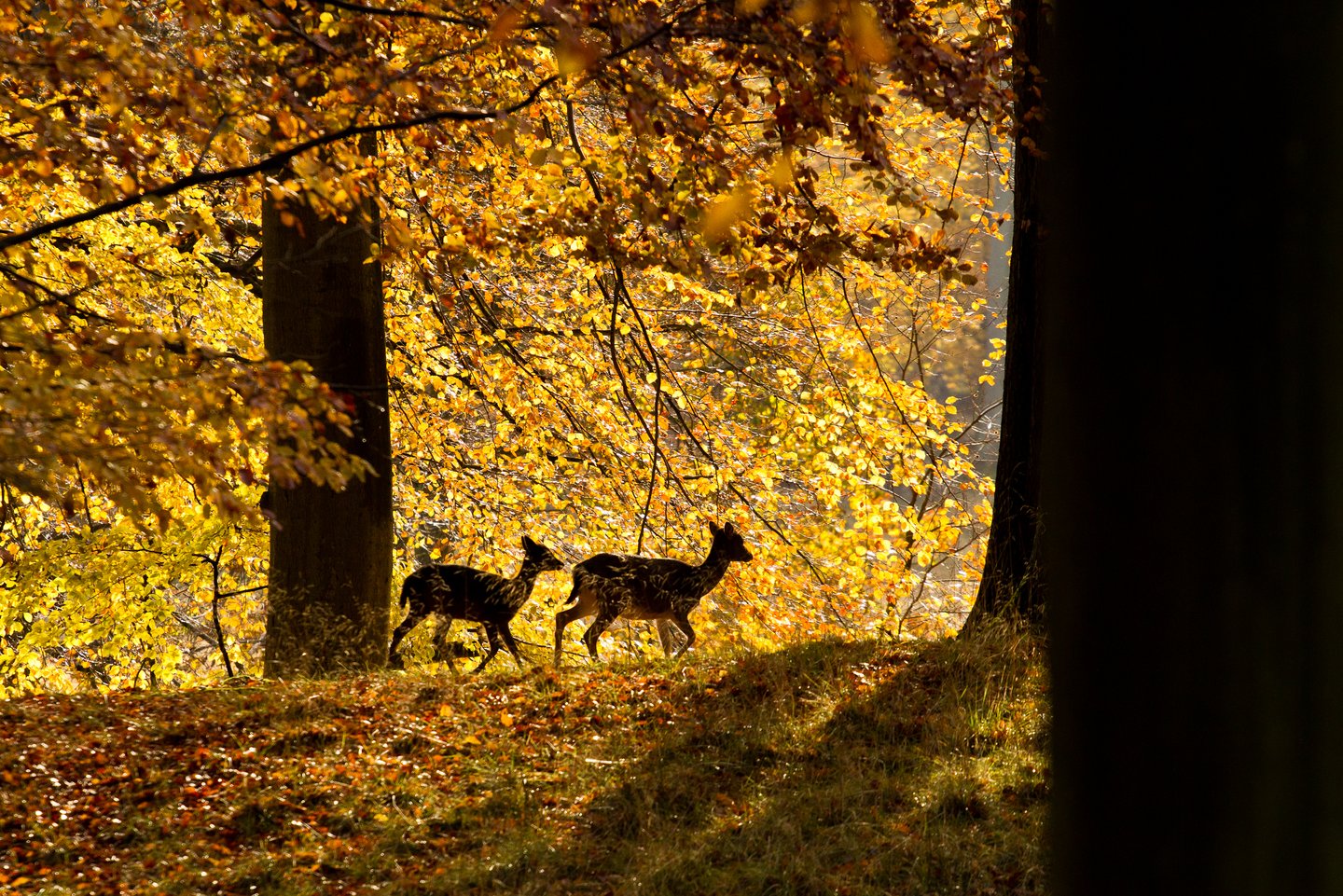 Das Foto zeigt zwei Rehe im Herbst, die in der Ferne durch den Wald laufen. 