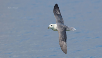 Das Foto zeigt einen Eissturmvogel in der Luft über dem Meer fliegend.
