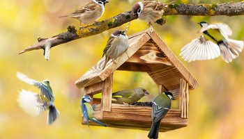 Das Foto zeigt kleine Vögel, die an einem Futterhäuschen Sonnenblumenkerne fressen.