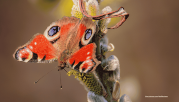 Ein Pfauenauge (Schmetterling) auf einem Ast.