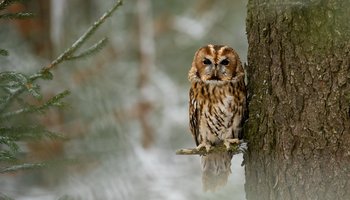 Das Foto zeigt einen Waldkauz auf einem Ast sitzend im Winter.