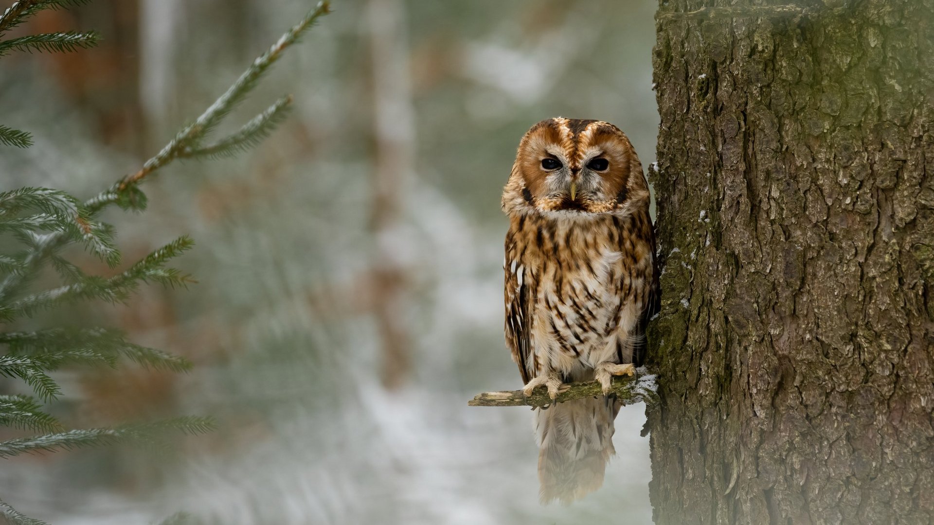 Das Foto zeigt einen Waldkauz auf einem Ast sitzend im Winter.