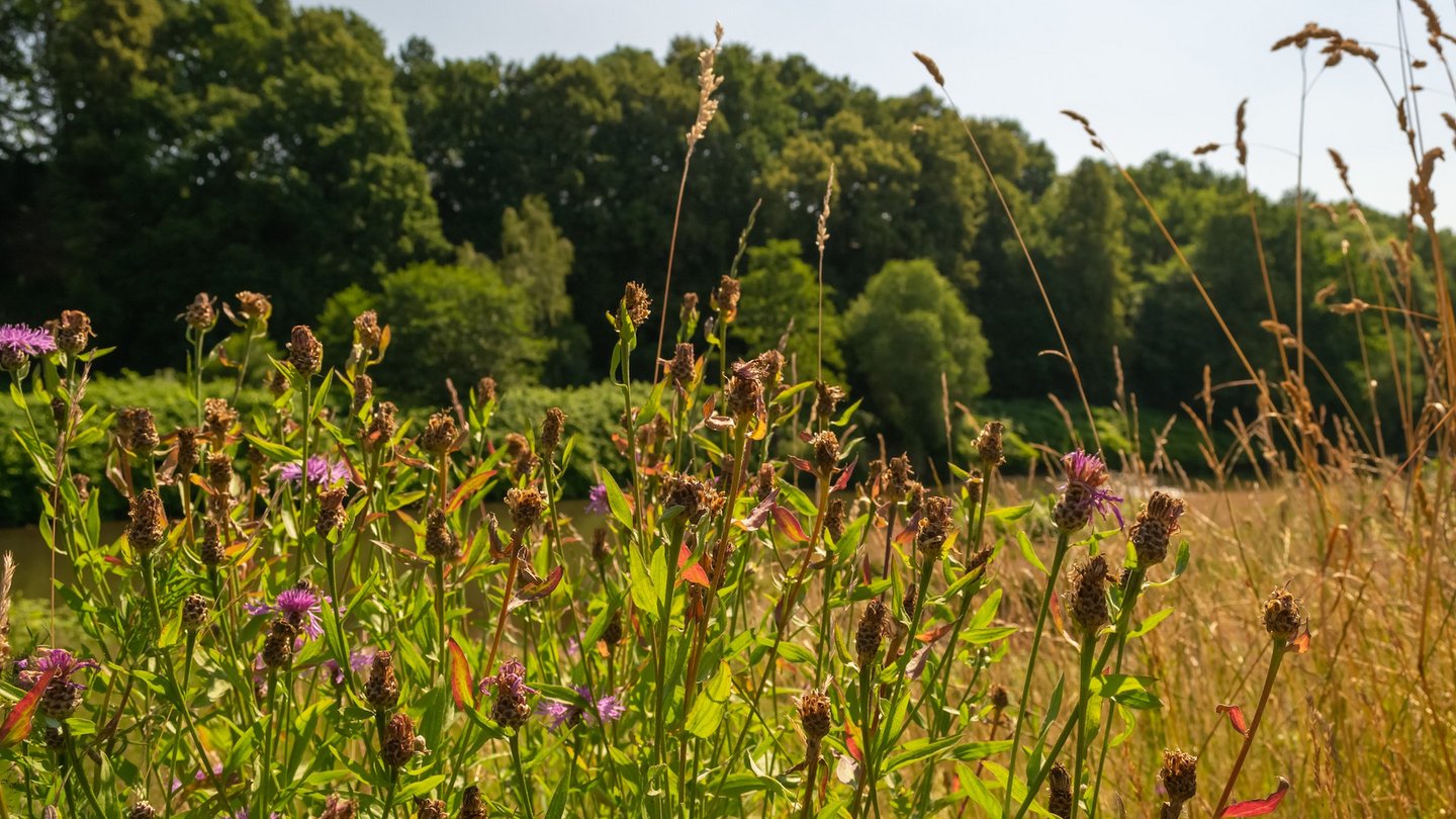 Blühende Wildblumen auf einer Wiese am Waldrand.