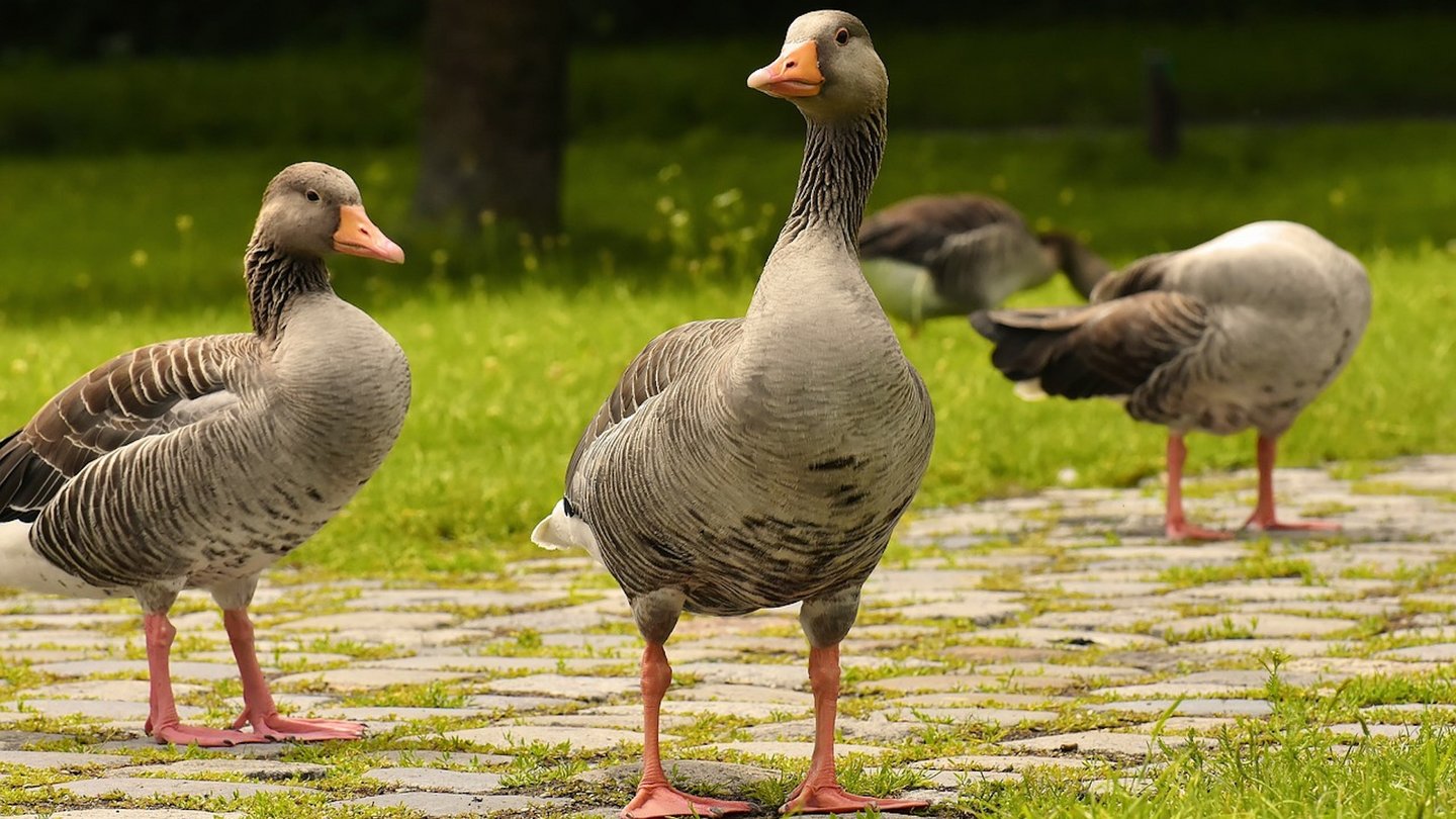 Das Foto zeigt Graugänse auf einer Wiese im Park.