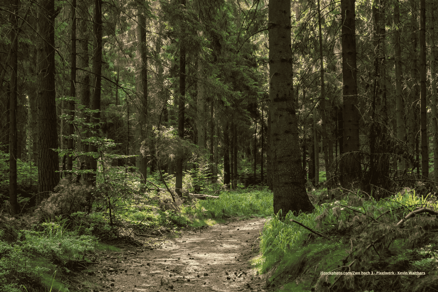 Das Foto zeigt einen Waldweg im Nadelwald.