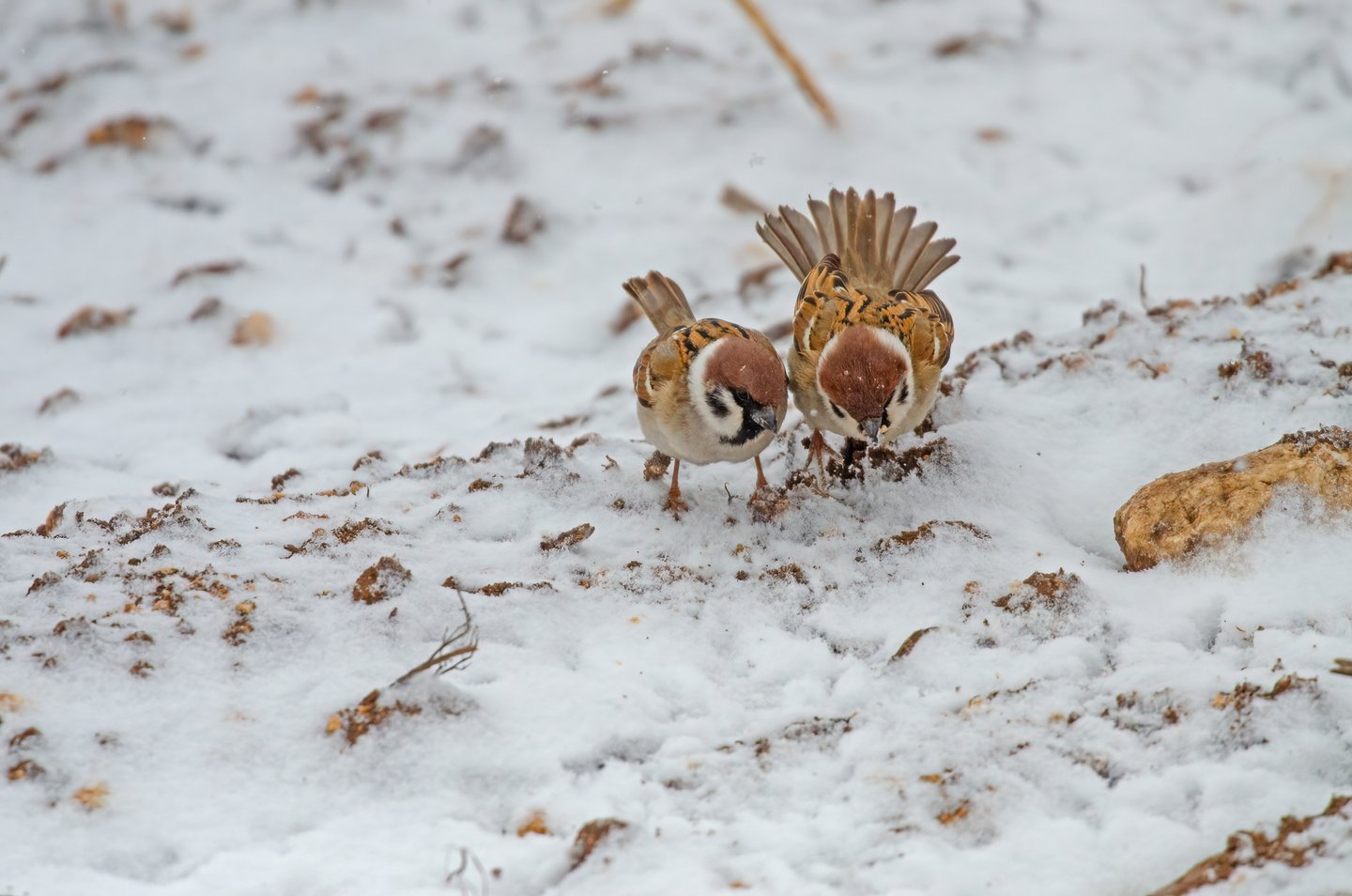 Das Foto zeigt zwei Feldsperlinge beim Fressen im Schnee.