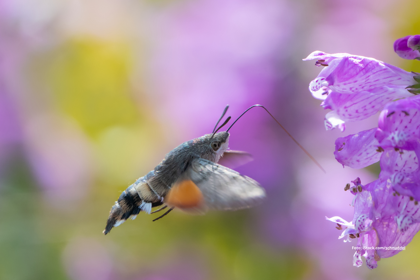 Das Foto zeigt ein Taubenschwänzchen.