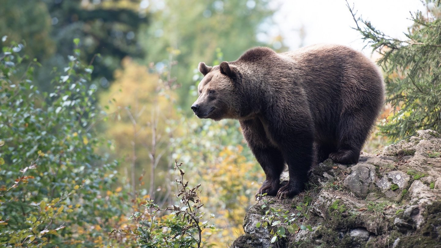 Braunbär beobachtet seine Umgebung auf einem felsigen Vorsprung