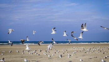 Das Foto zeigt Möwen am Wattenmeer.