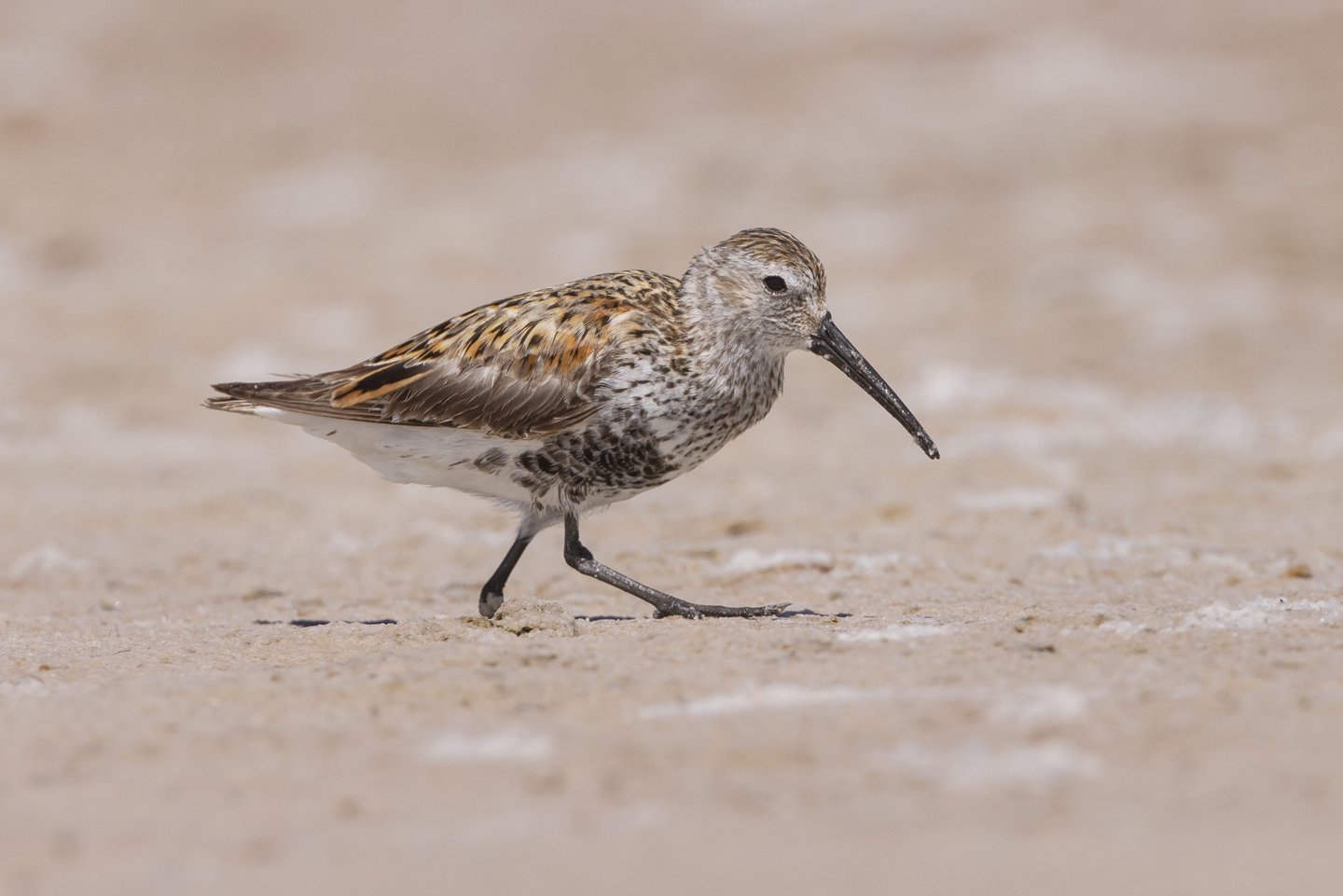 Das Foto zeigt einen Alpenstrandläufer auf dem Sand.