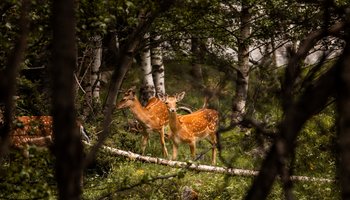 Zwei Hirschkälber im dichten Wald, versteckt hinter Bäumen, blicken neugierig in die Kamera.