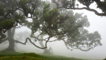 Das Foto zeigt den Lorbeerwald in Madeira.