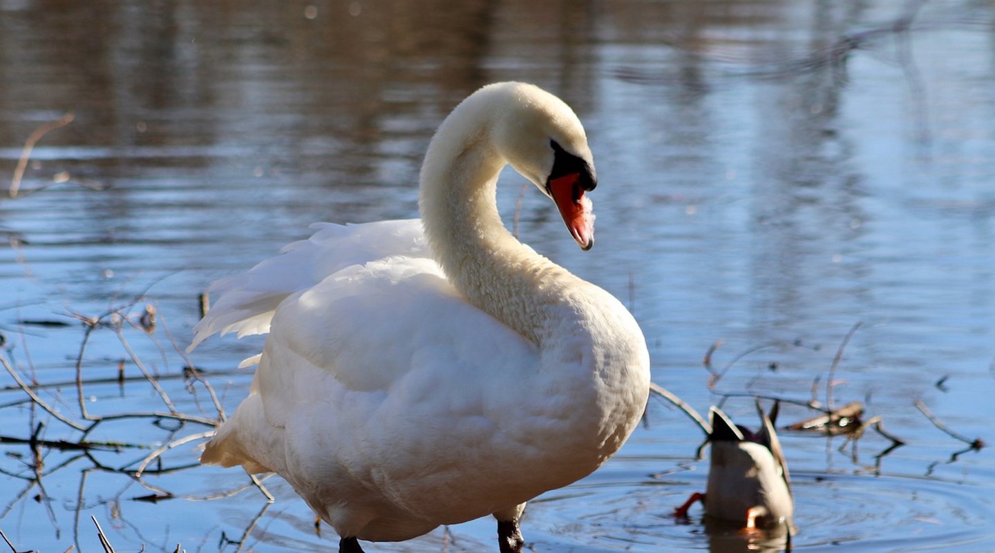 Das Foto zeigt einen Höckerschwan am Ufer eines Sees.