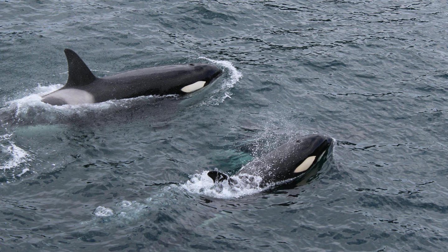 Das Foto zeigt zwei Orcas, die im offenen Meer navigieren.