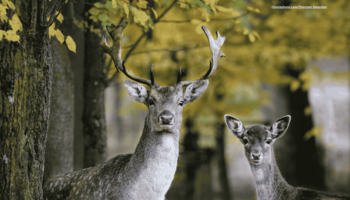 Ein Damhirsch und eine Damhirschkuh, die in die Kamera schauen. Im Hintergrund ist ein Laubwald zu sehen.