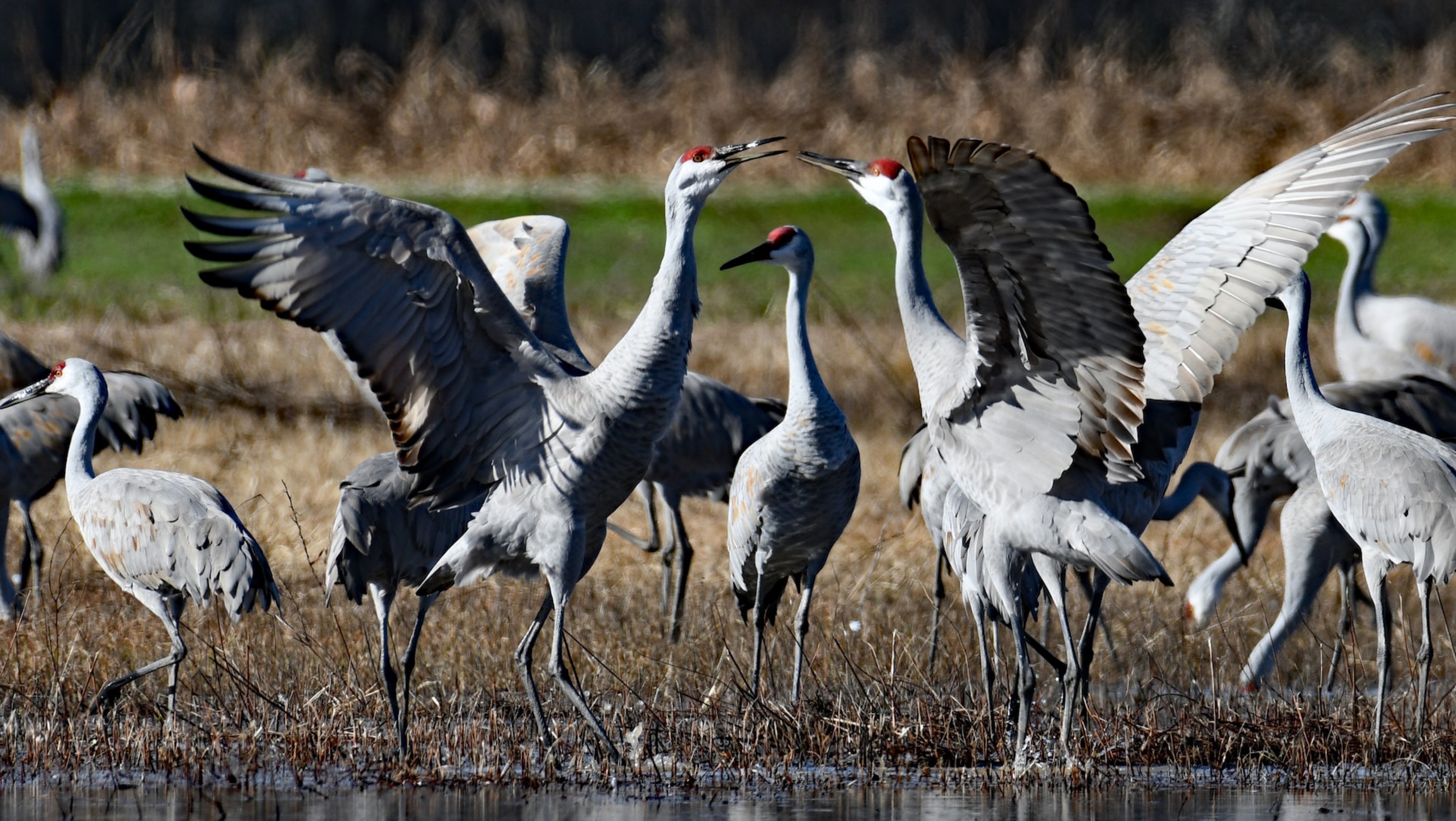 Kraniche Beobachten: Flugroute Und Rastplätze Der Zugvögel – Eschenbach ...