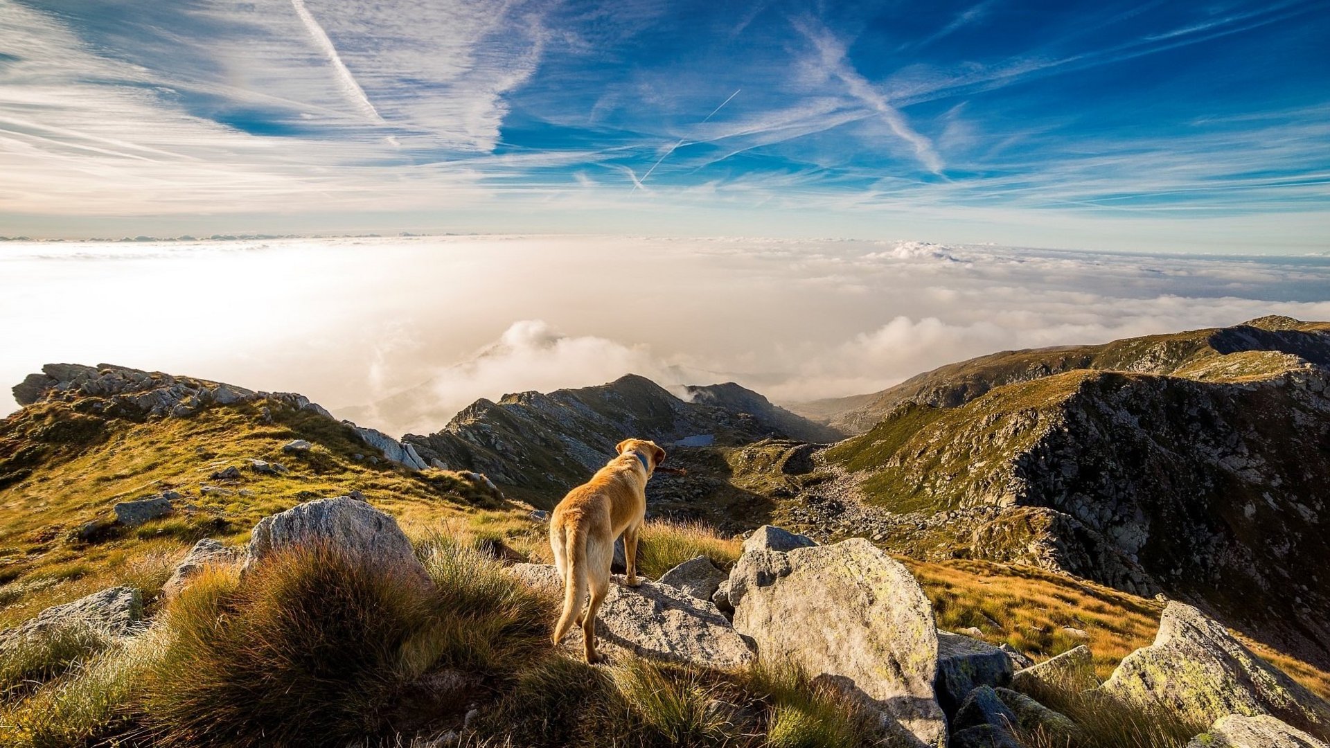 Das Foto zeigt einen Hund auf einer Berglandschaft.