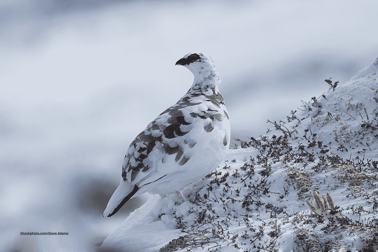 Das Foto zeigt ein Schneehuhn im Winterkleid auf einem verschneiten Felsen sitzend.