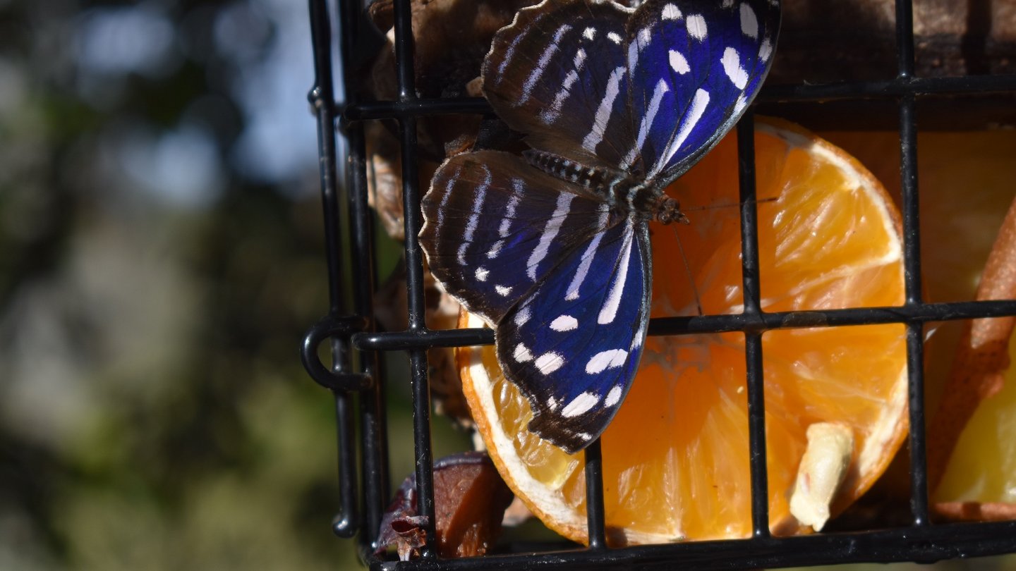 Das Bild zeigt einen Schmetterling auf einer Orange.