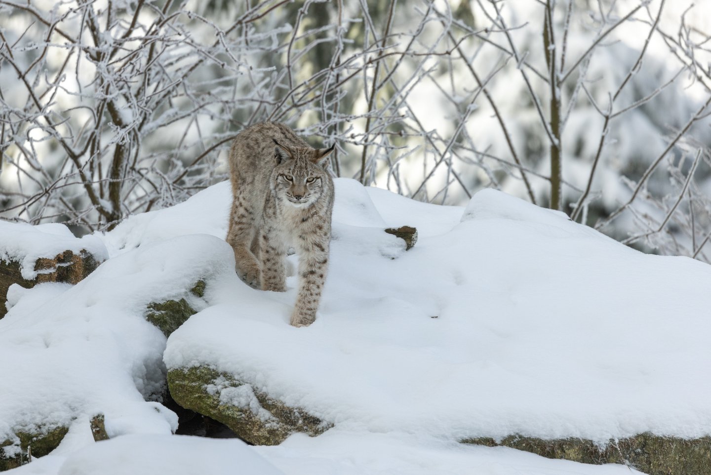 Das Foto zeigt einen eurasischen Luchs in der freien Natur.