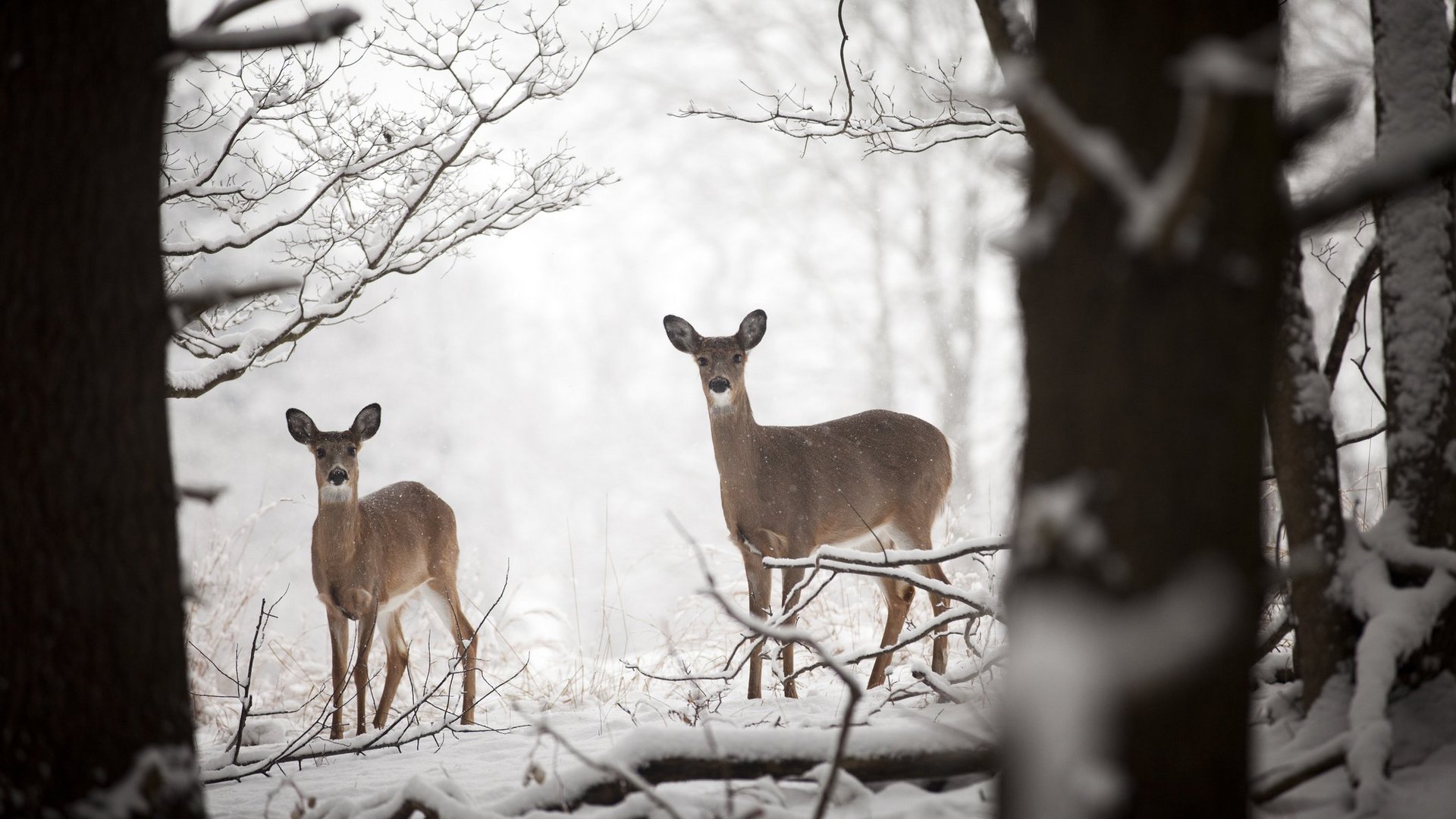 Das Foto zeigt zwei Rehe zwischen den verschneiten Bäumen eines Waldes.