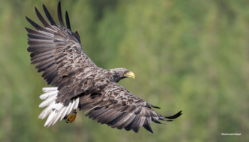 Das Foto zeigt einen Seeadler im Flug vor einem grünen Hintergrund.