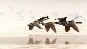 Das Bild zeigt Wildgänse bei ihrem Flug über ein Gewässer.