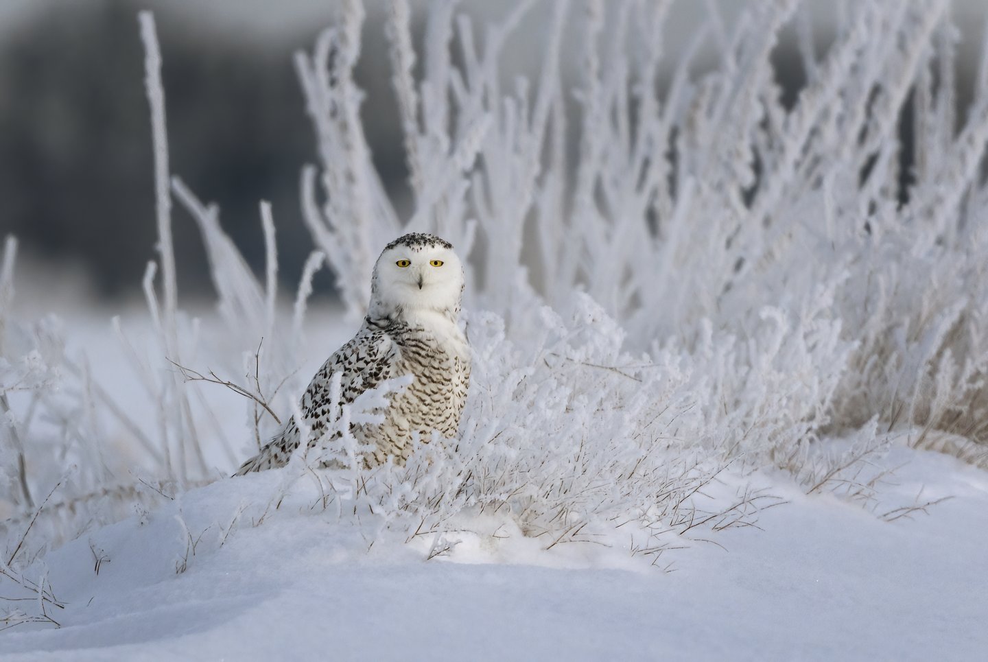 Das Foto zeigt eine Schneeeule im Schnee.