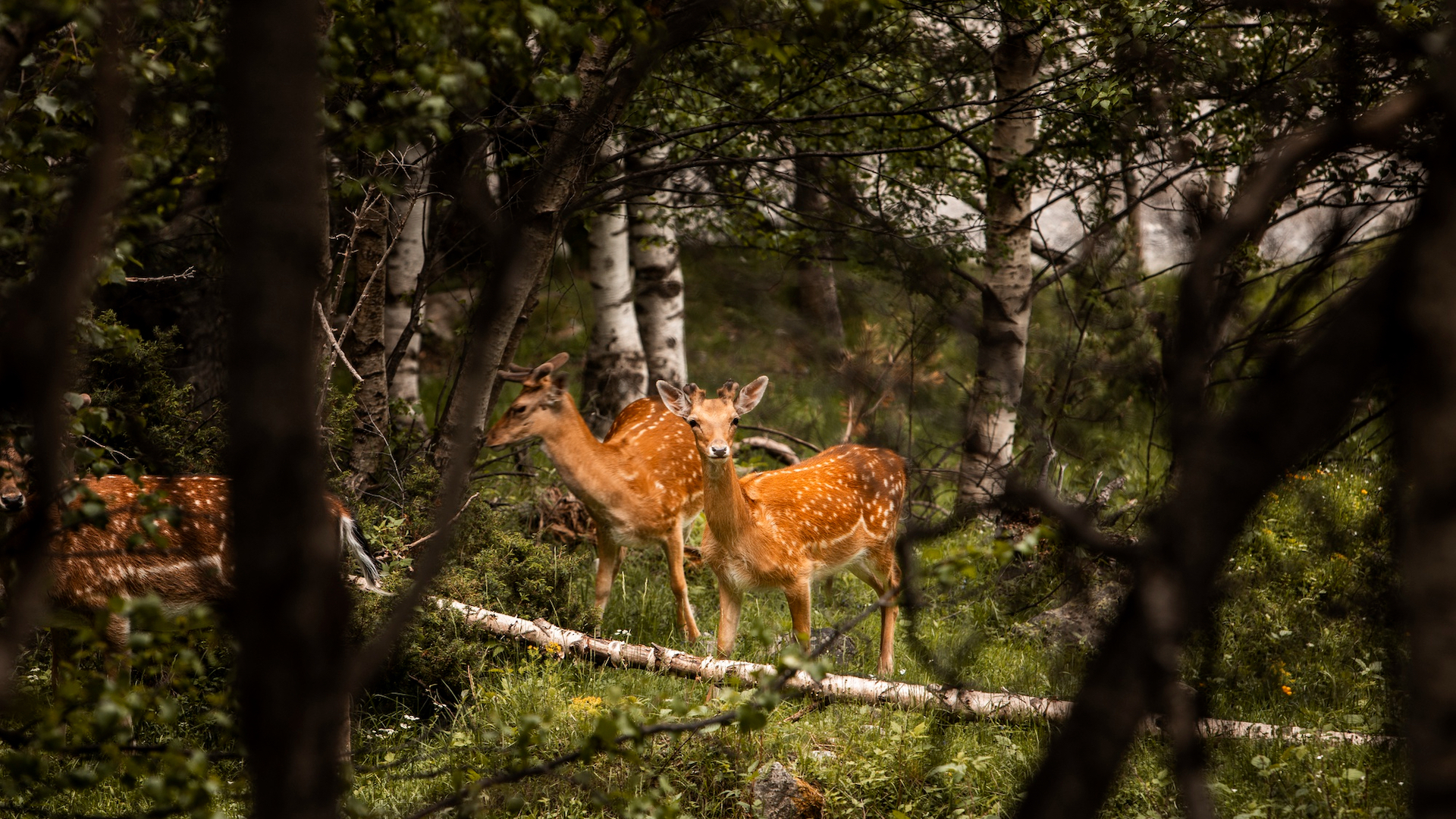 Zwei Hirschkälber im dichten Wald, versteckt hinter Bäumen, blicken neugierig in die Kamera.