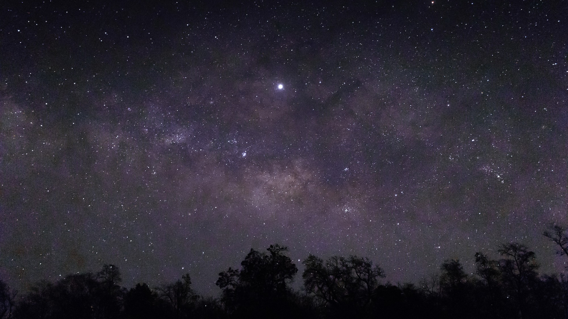 Klarer Sternenhimmel über einer Waldlandschaft in einer sternenklaren Nacht